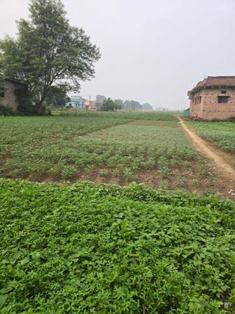 मेरा गांव और गांव की प्राकृतिक सुंदरता