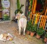 प्रोफेसर डॉ. अच्युत सामंत ने अपने किराये के घर पर किया बड़े आकार में  गौ-पूजन