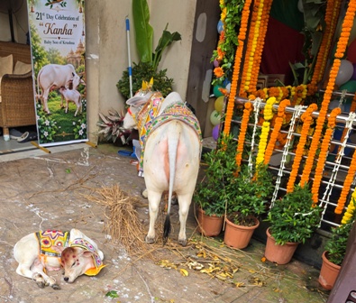 प्रोफेसर डॉ. अच्युत सामंत ने अपने किराये के घर पर किया बड़े आकार में  गौ-पूजन
